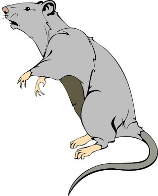 rat-312046_1280