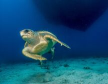 Сезонът на костенурките Карета на крайбрежието в Турция