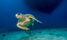 Сезонът на костенурките Карета на крайбрежието в Турция